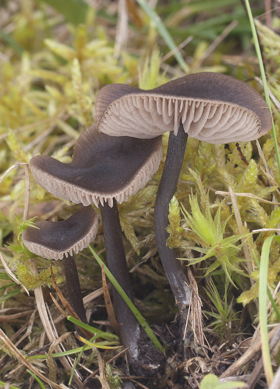 Entoloma sericeum